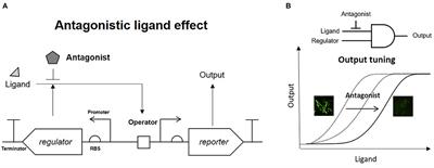 Antagonistic Control of Genetic Circuit Performance for Rapid Analysis of Targeted Enzyme Activity in Living Cells